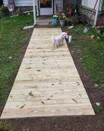 After All the woodworking is done. Still have some work to do with the drain and grass.<br />Ziggy approves.