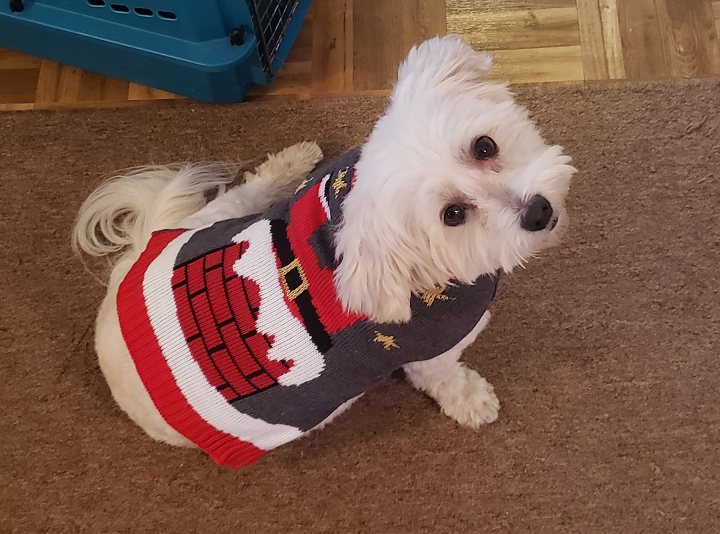Ziggy in his Christmas Sweater