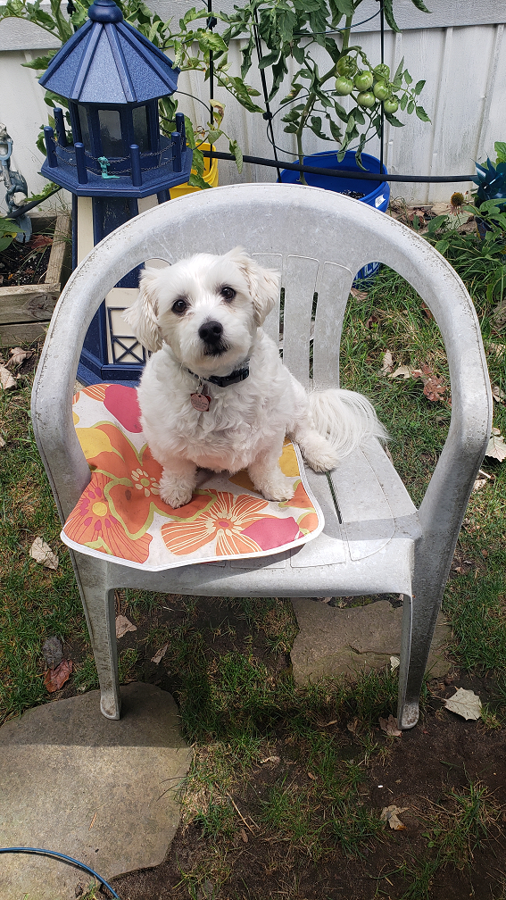 Ziggy in his Lawn Chair