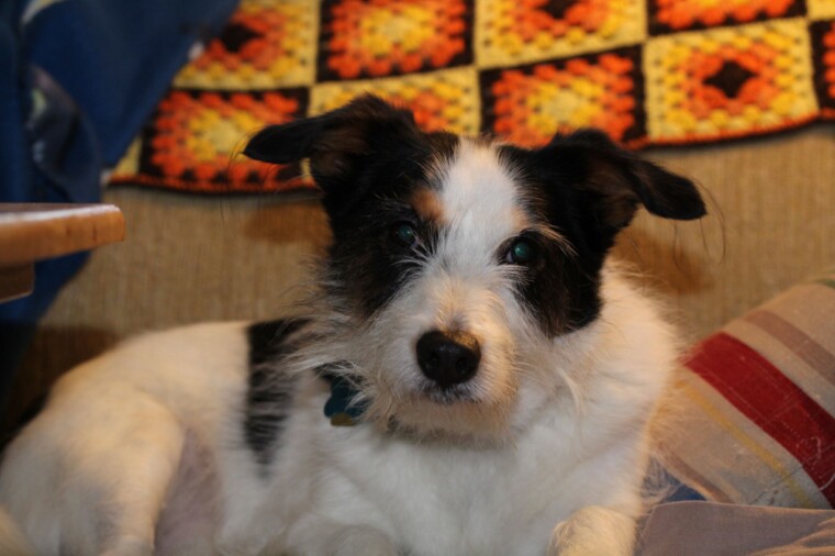 Palmer on the couch