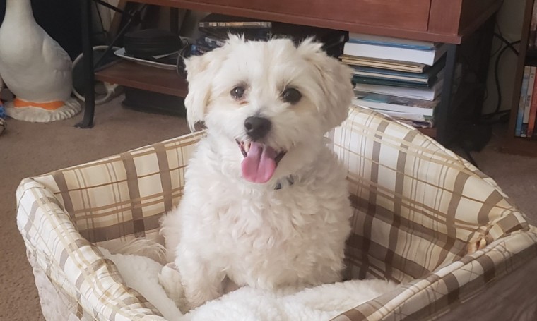 Ziggy in his seat