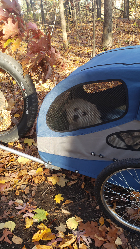 Ziggy in his Chariot