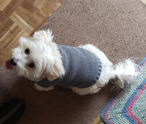 Ziggy in his Gray Sweater